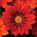 Гацанія NEW DAY - Зображення 3