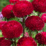 Айстра китайська Балун 0,1 гр - Зображення 4