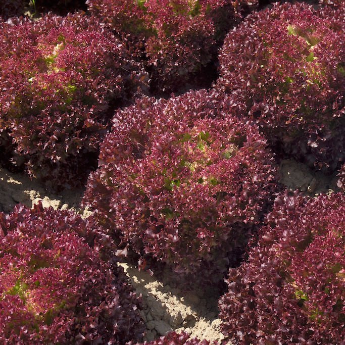 salat-konkord.jpg Салат Конкорд - Зображення 1