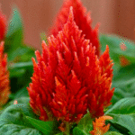 Целозія периста «Кімоно»