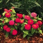 Цинія елегантна Цинніта - Зображення 2