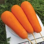 Морква Болівар F1