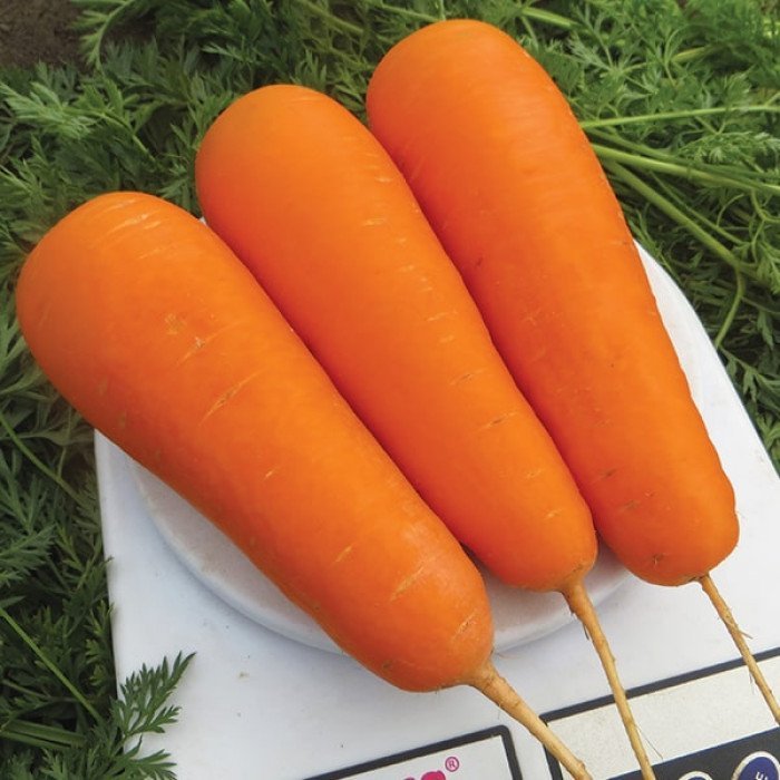 semena-morkovi-bolivar-f1-2-700x700-1.jpg Морква Болівар F1 - Зображення 1