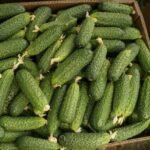 Огірок Солют - Зображення 2