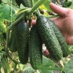 Огірок Ілонара