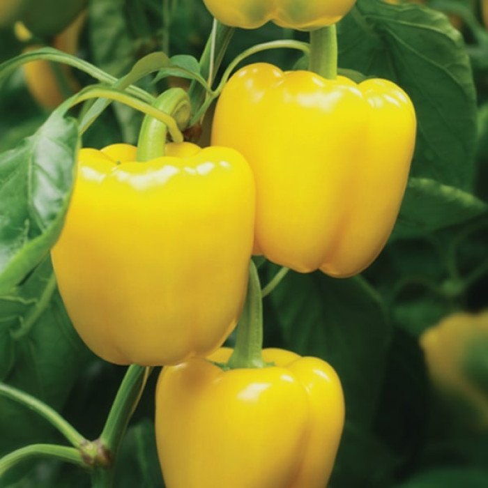 semena-pertsa-lyumos-f1-700x700-1.jpg Перець Люмос F1 - Зображення 1