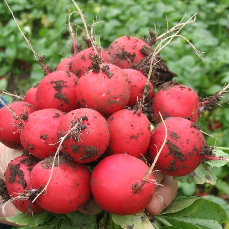 semena-redisa-faraon-moravoseed-1-kg_1.jpg Редис Фараон - Зображення 1