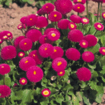 Маргаритка Tacco - Зображення 3