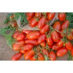 Томат Візард