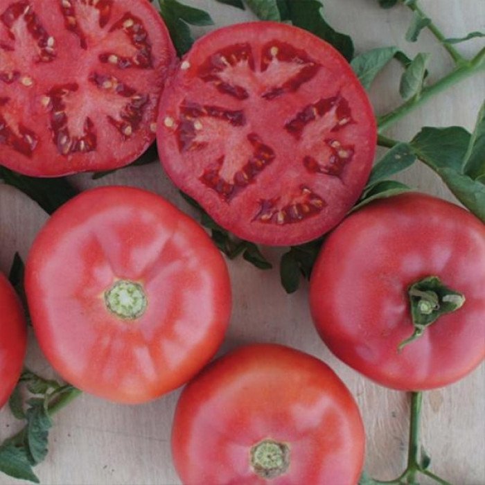 tomat-pink-bush-f1.jpg Томат Пінк Буш F1 - Зображення 1