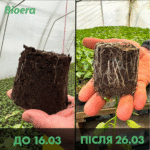 Укорінювач Вітамакс (Vitamax) - Зображення 2