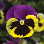 Віола Colossus F1 - Зображення 4