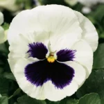 Віола Colossus F1 - Зображення 3