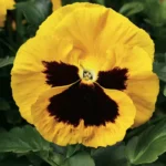 Віола Colossus F1 - Зображення 2