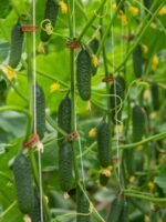 Огірок Ілонара - Зображення 2