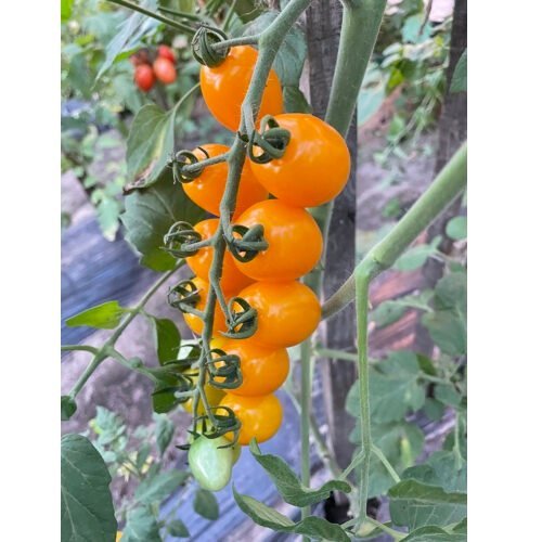 yellow_bids_f1.jpg Томат Єллоу Бідс - Зображення 1