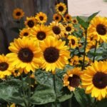 Соняшник (зріз) золотистий Сорая