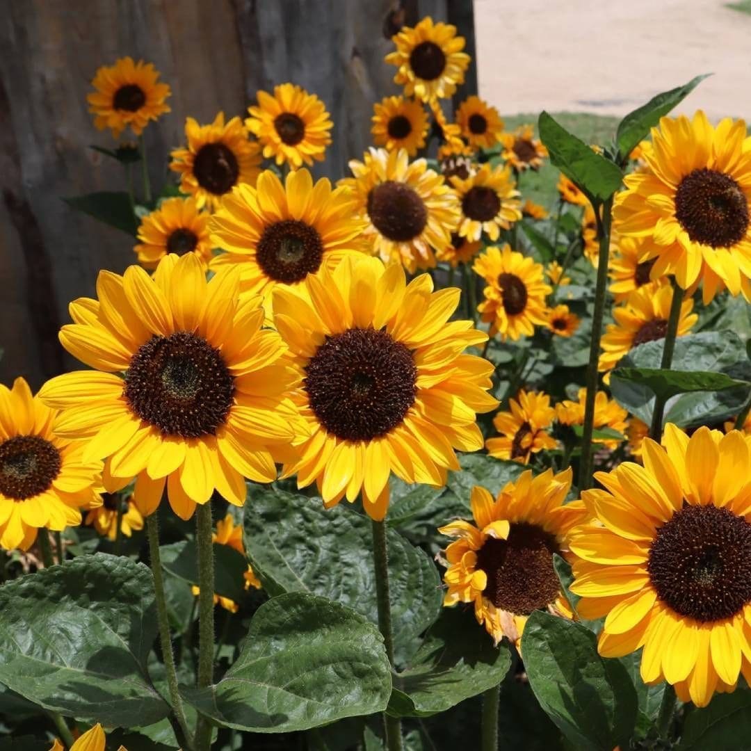 nasinnya-sonyashnika-soraya-agriks-1 Соняшник (зріз) золотистий Сорая - Зображення 1