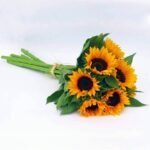Соняшник (зріз) золотистий Сорая - Зображення 2