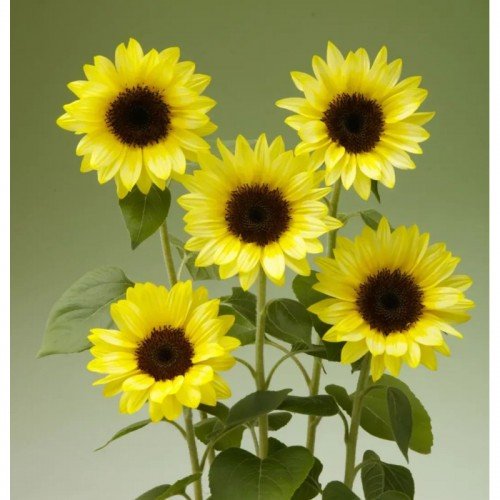 sanrich-sammer-f1-limonchello-nasinnya-sonyashnika-dekorativnogo-130-180sm-takii-seeds_3-500x500 Соняшник Санріч Саммер F1 limonchello - Зображення 1