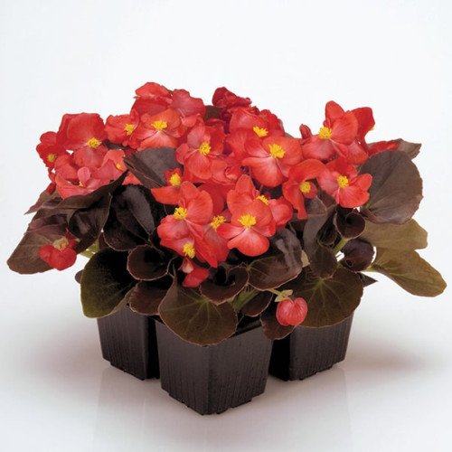 semena-cvetov-begonia-nightlife-f1-red-500x500 Бегонія вічноквітуча Найтлайф F1 - Зображення 1