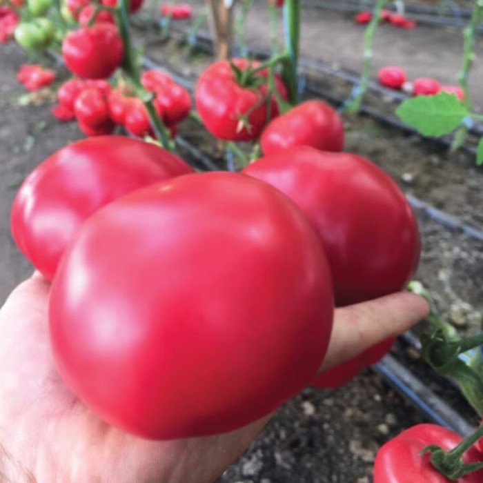 semena-tomatov-macan-f1-700x700 Томат Макан - Зображення 1