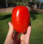 Томат Галілея