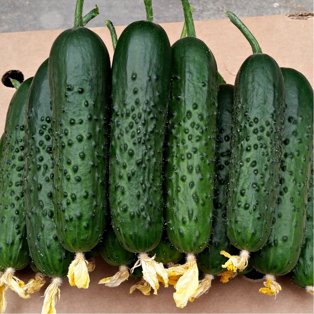 16255_3782-1000x1000x Огірок Спіно - Зображення 1