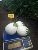 Баклажан білий CRX 50189 F1 - Зображення 2