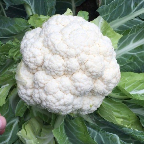 27945solistar-500x500 Капуста цвітна Солістар F1 - Зображення 1