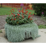 Діхондра срібний водоспад 5 шт - Зображення 2