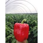 Перець Амарок F1 - Зображення 2