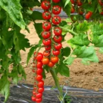 Томат Янічері F1 - Зображення 2