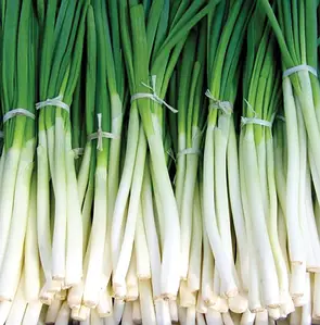 4293557935_w300_h300_tsibulya--batun Цибуля на перо Легіонер - Зображення 1