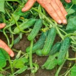 Огірок Пучіні (кущовий тип) - Зображення 2