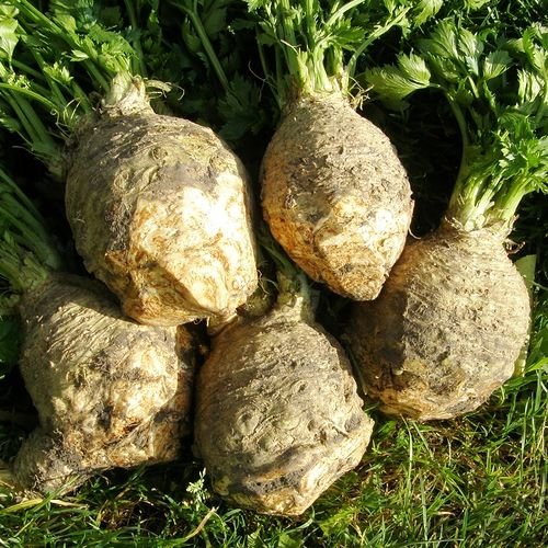 c002bf Селера Максим - Зображення 1