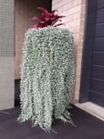 Діхондра срібний водоспад 5 шт