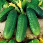 Огірок Пучіні (кущовий тип)