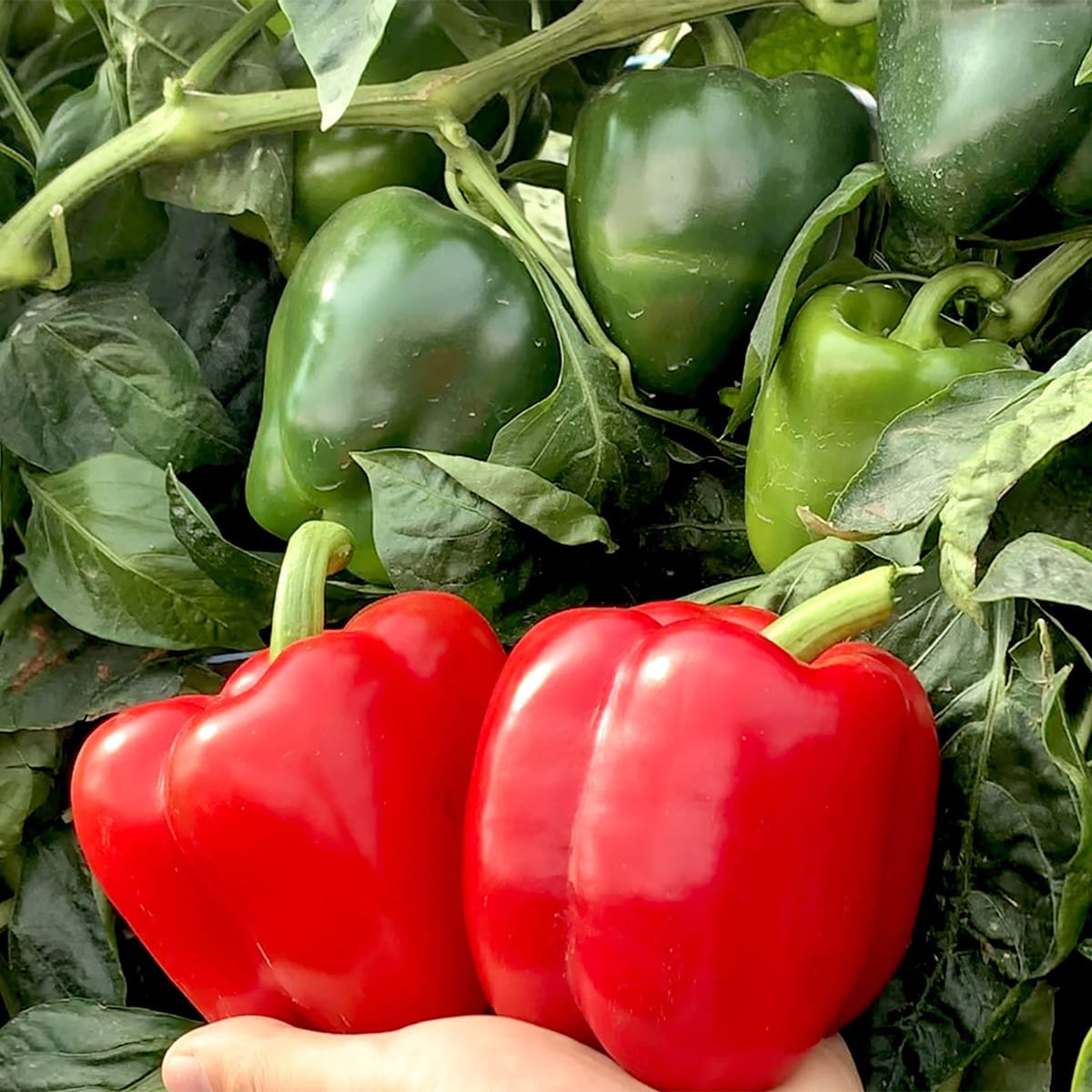 semena-perca-hmc-57673-amarok-f1-clause-agriks-4 Перець Амарок F1 - Зображення 1