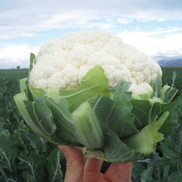 semena-tsvetnoy-kapusty-ardent-f1-1-700x700 Капуста цвітна Ардент F1 - Зображення 1