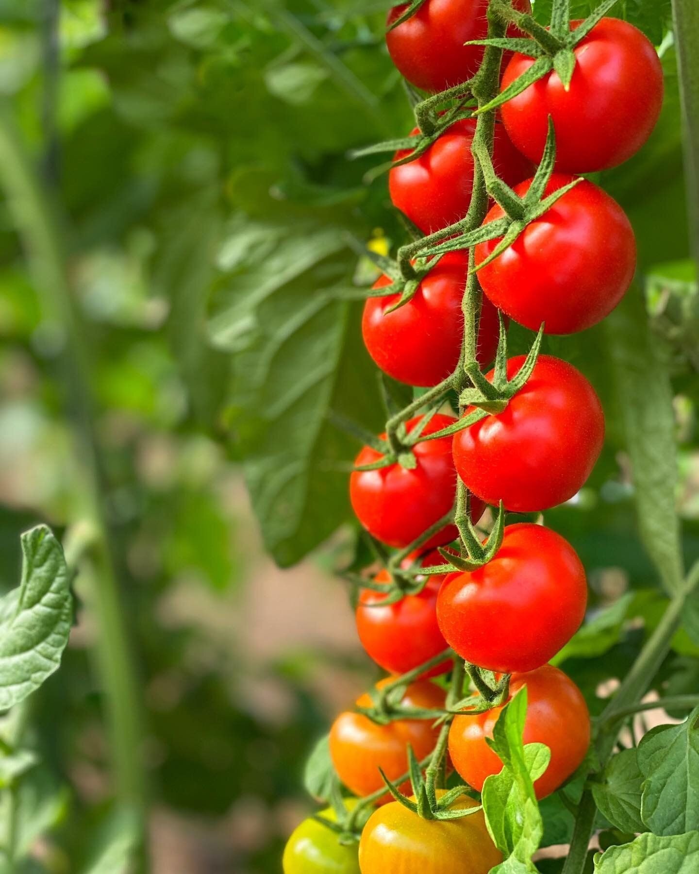 tomat-yanicheri-f1-100-semyan-23644007905768 Томат Янічері F1 - Зображення 1