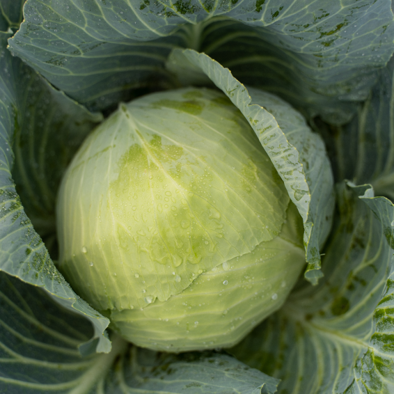 toreador Капуста білокачанна Тореодор - Зображення 1