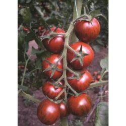 Томат Тайгер Плюм