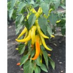 Перець Цицак (Бараній Рог) - Зображення 2