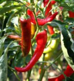 Перець Цицак (Бараній Рог)