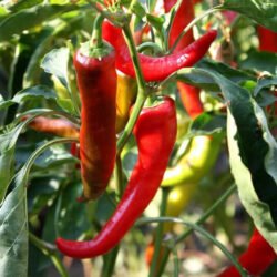 Перець Цицак (Бараній Рог)