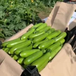 Кабачок Імператор - Зображення 2