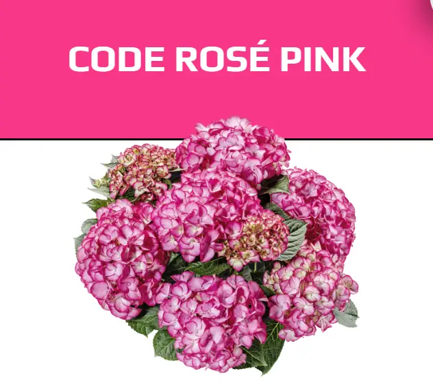 7017349167_w640_h640_7017349167 Гортензія крупнолиста Code Rose pink горщик 12 см - Зображення 1